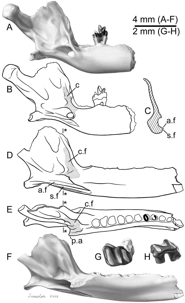 Scientific drawing of Teinolophos jaw by Peter Trusler