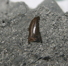 theropod tooth