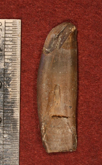 Theropod tooth with root