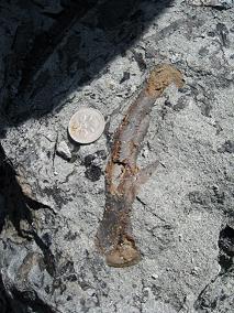 A small ornithopod dinosaur femur.