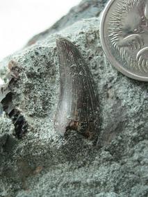 A theropod dinosaur tooth.