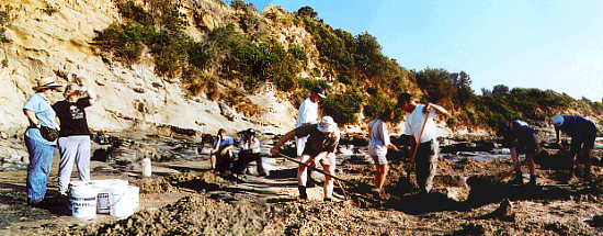 Clearing the Flat Rocks site...