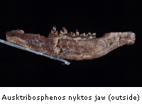 Photograph of A. nyktos jaw, outer view.